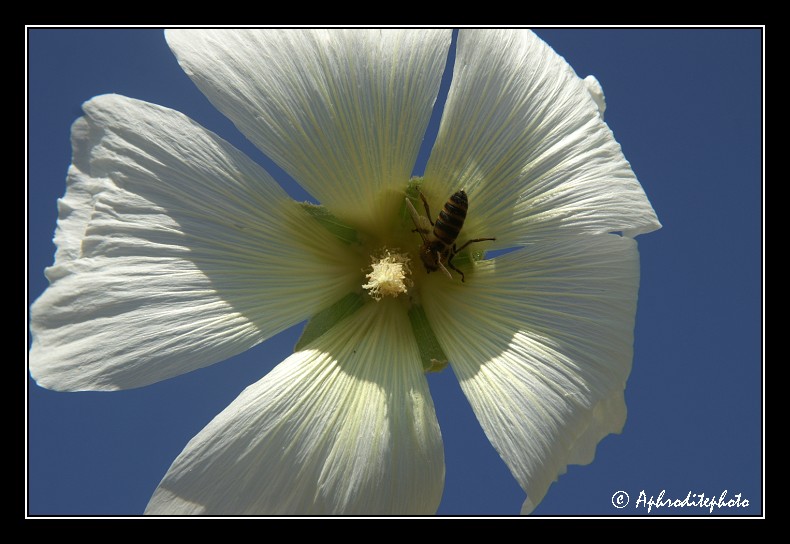 033 Fleurs